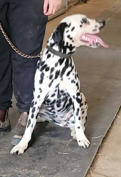 DALMATIAN PUPS, View more