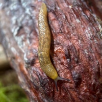 Limacus Flavus “Yellow Cellar Slug” Victoria British Columbia Preview