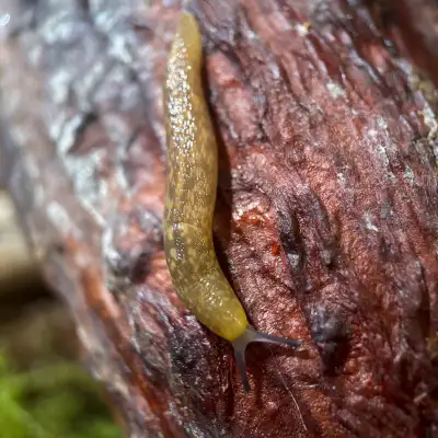 Limacus Flavus “Yellow Cellar Slug”, View more