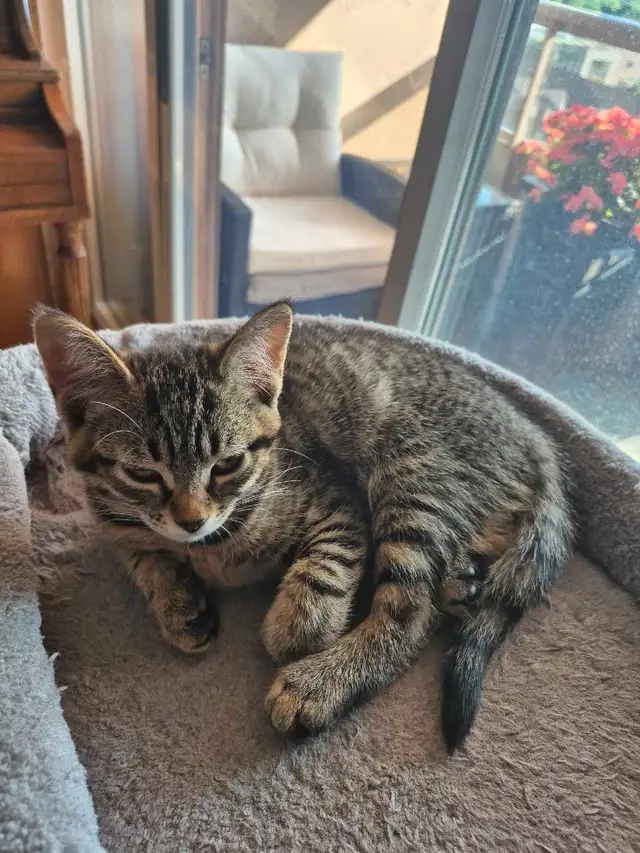 Affectionate Tabby Kittens, Never Bite or Scratch. in Cats & Kittens for Rehoming in City of Toronto - Image 7