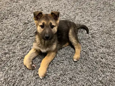 One Male German Shepherd Puppy Left!, View more
