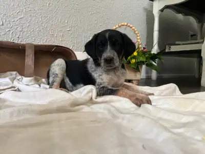 Puppies looking for new home and to be loved, View more