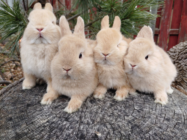 EXTRAORDINARY NETHERLAND DWARF BABY BUNNIES in Small Animals for Rehoming in City of Toronto - Image 2