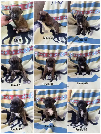 Boxer Mix Puppies – Brindle Males & Females, View more