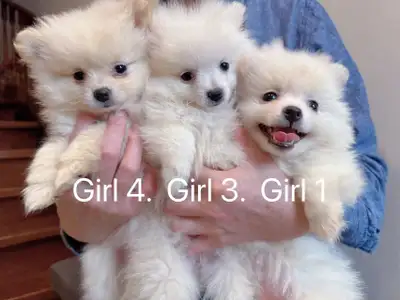 Two months old toy size Pomeranian puppies Located Scarborough Text 647-857-0120 We have two litters...