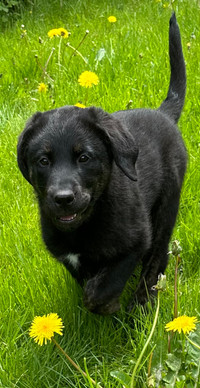 Female Black Lab cross mountain dog 