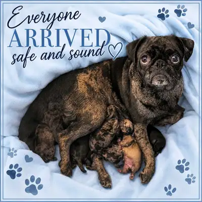 Quality Home Raised Pug Puppies, View more