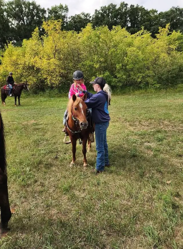 LOOKING FOR HORSES SPRING TRAINING & MILES | Horses & Ponies for ...