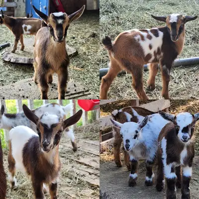 For Pet homes only Not Meat goats Pure Bred Nigerian Dwart goats Miniature Breed of Dairy goats Clos...
