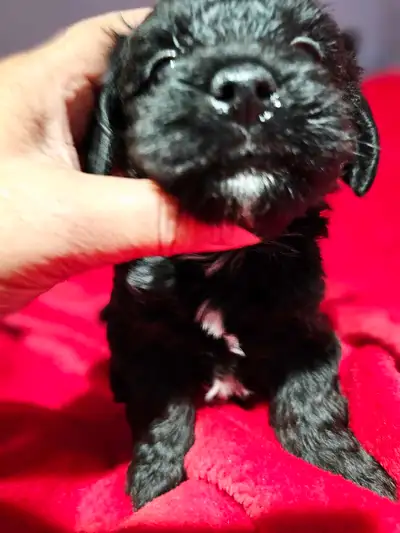 Poodle yorkie puppies, View more