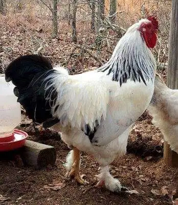Light Brahma hatching eggs, View more