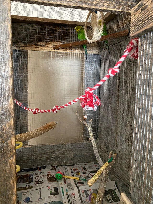 Budgie birds  in Birds for Rehoming in Moose Jaw - Image 3