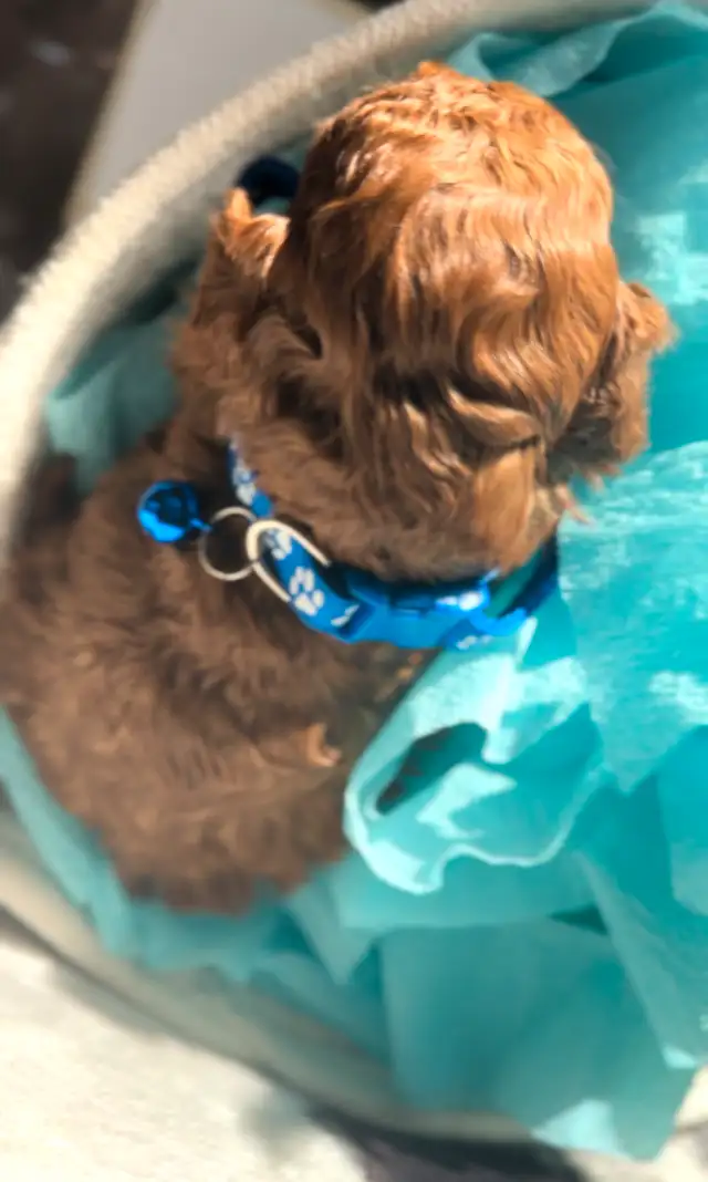 Adorable Red Toy Poodle Puppies in Dogs & Puppies for Rehoming in Hamilton - Image 4