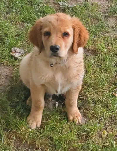 golden retriever puppy, View more