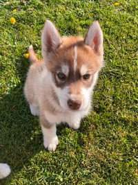 Siberian Husky Puppies- taking offers!
