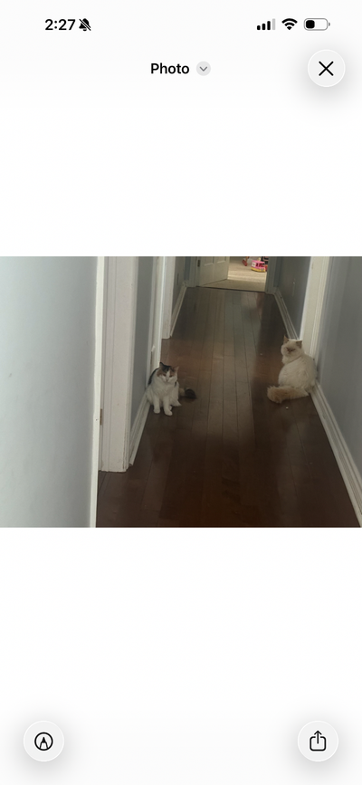 2 cats need homes : Persian and calico, View more
