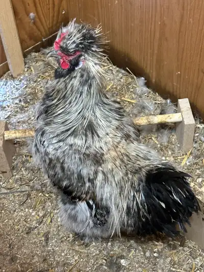 Silkie Rooster, View more