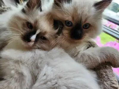 Ragdoll kittens, View more