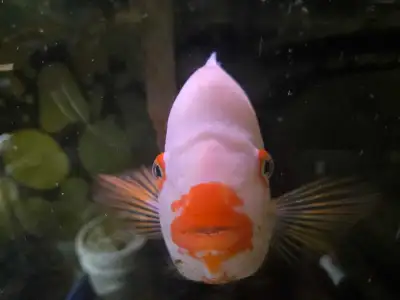 Midas Cichlid  - Male, View more