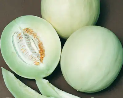 Honeydew Melon (Green Flesh) Plants - Fundraiser, View more