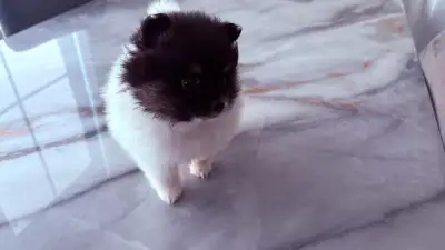 Precious Pomeranian puppy available to loving homes! Only 1 girl left! We have 1 female black and wh...