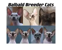Balbald registered sphynx cattery -find your next sphynx kitten