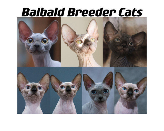 Balbald registered sphynx cattery -find your next sphynx kitten in Cats & Kittens for Rehoming in Markham / York Region