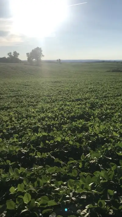 Cloverlea Farms: Young farm family seeking farm land to rent for 2026 crop season and beyond. We tak...