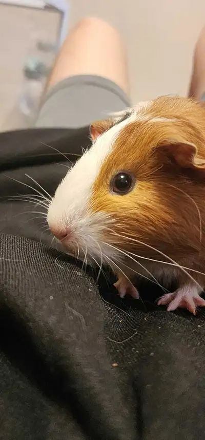 Two Female Guinea Pigs (Sold - Pending Pick-up), View more