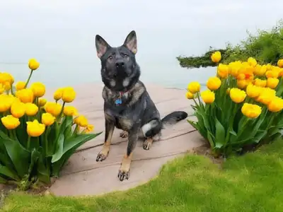 German Shepherd Puppies – Reservations Now Open, View more