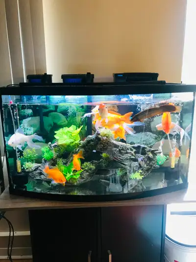 HI! I AM SELLING MY BEAUTIFUL 40 GALLON CURVED BOW FRONT FISH TANK (ONLY THE FISH TANK, NOTHING ELSE...