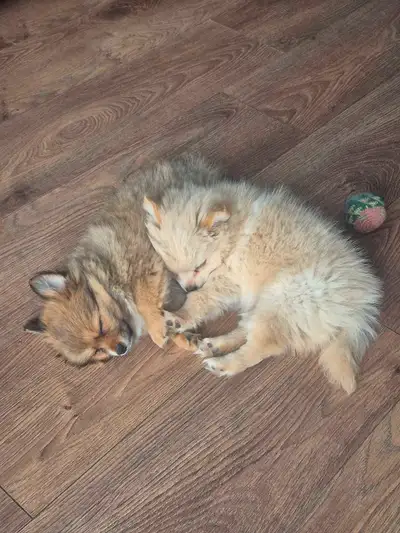 Bonjour , Magnifique chiot Pomchi prêt a partir, maman chihuahua et papa Pomeranian. Femelle et mâle...