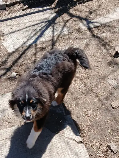 Un chiot berger australien toy( en bas de 14 pouces), mâle. Né le 20 novembre 2025, tricolore noir....