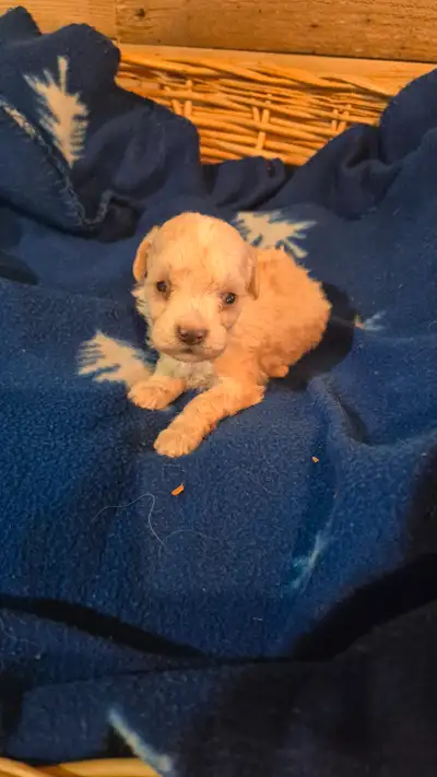 Cockapoo F3, View more