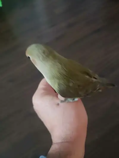 Green peachface 5-month-old baby lovebird looking for a new home. Loves to play with people and has...