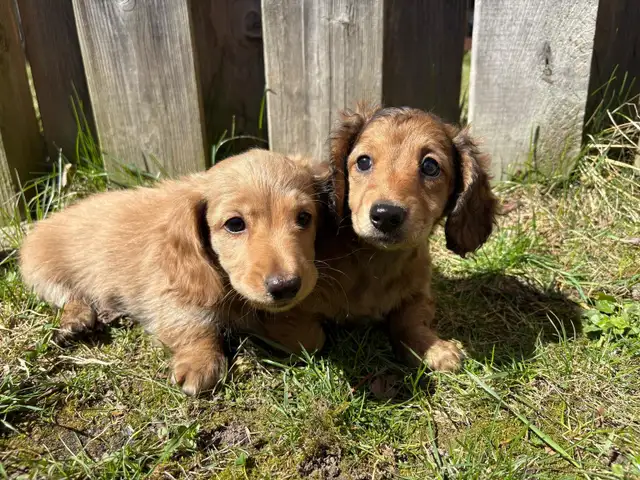 Mini Dachshund Puppies in Dogs & Puppies for Rehoming in Markham / York Region - Image 2