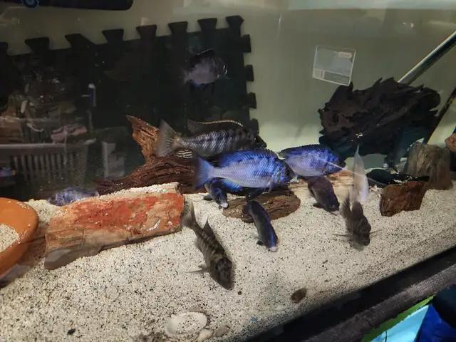 Mdoka whitelips/lichnochromis acuticeps in Fish for Rehoming in City of Toronto - Image 5