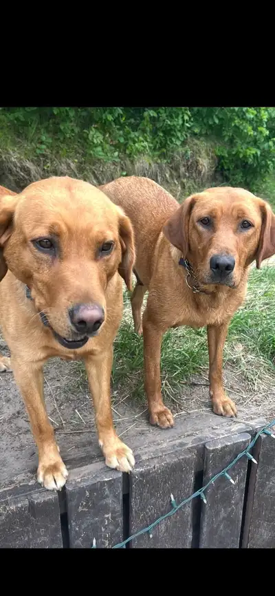 ❤️ Red Labrador Retriever Puppies  Ready December 2., View more