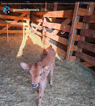 2 heathly Jersey steers, View more