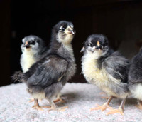 8 Heritage Chicks, Olive Eggers, Orpington x Black Copper Marans