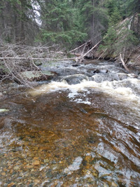 Gold claim for sale trout creek 