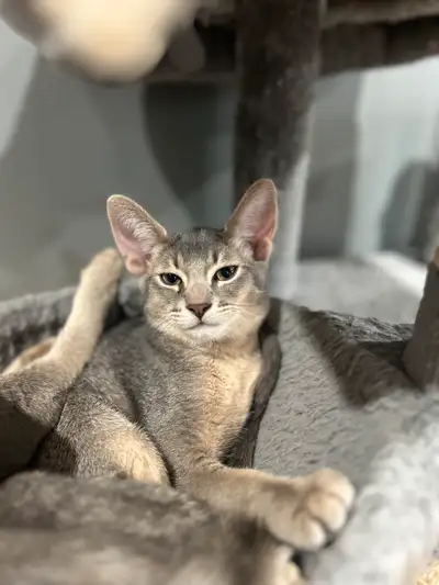 1 chaton mâle abyssin croisé Papa abyssin pur et maman croisée abyssin/domestique Âgé de 3 mois prêt...