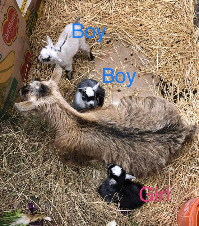 West African Pygmy goats Livestock Winnipeg Kijiji