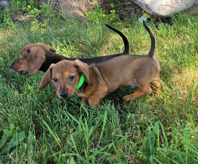 Purebread Miniature Dachshund Puppies Ready for Forever Homes! in Dogs & Puppies for Rehoming in Winnipeg - Image 6