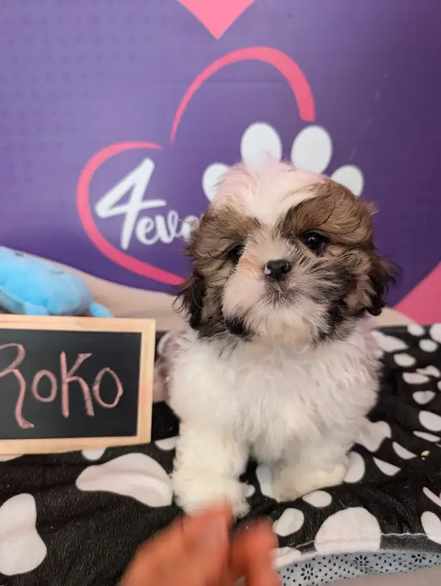 PURE Shih-tzu puppies *hypoallergenic *pedigree parents in Dogs & Puppies for Rehoming in City of Toronto - Image 5