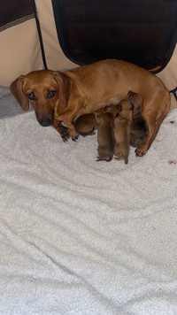  Miniature dachshund pups 