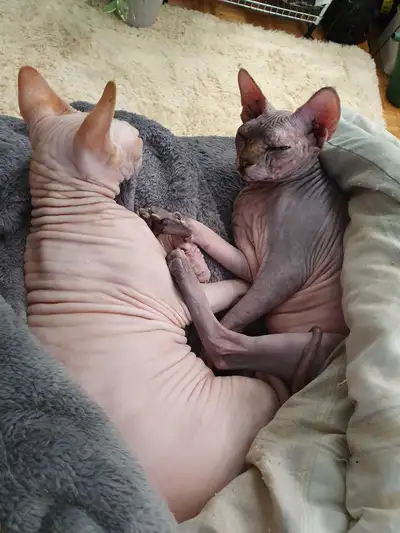 Sphynx adult cats, View more