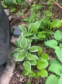 Hosta  plants 