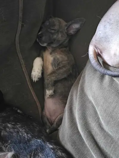Chihuahua pups for sale, View more