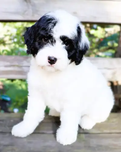 Mini F1B Bernedoodle Puppies!!, View more